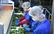 Certificado Laboral para la Agroexportación protege derechos de jornaleros del aguacate